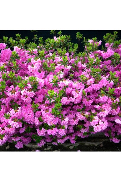 Rhododendron Elsie Lee полив